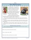 The Wild Turkey